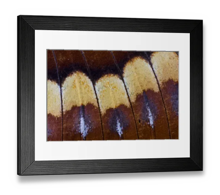 Framed Print : Close-up detail Wing Pattern of Tropical Butterfly Framed Print : Close-up detail Wing Pattern of Tropical Butterfly