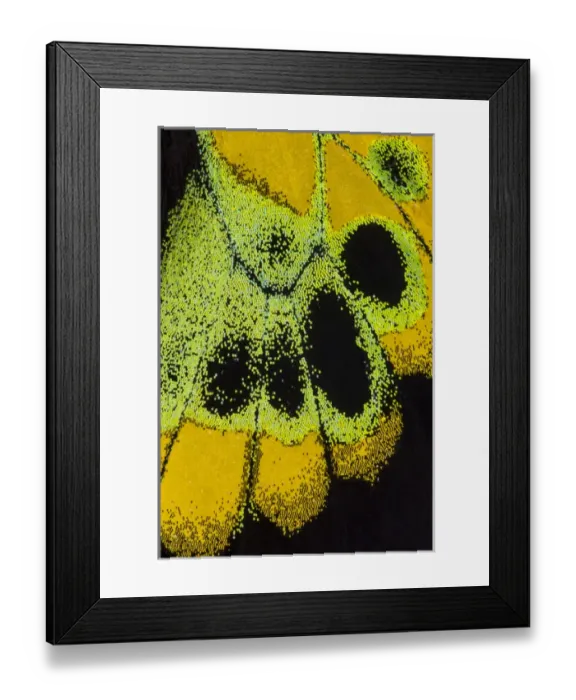 Framed Print : Close-up detail Wing Pattern of Tropical Butterfly Framed Print : Close-up detail Wing Pattern of Tropical Butterfly