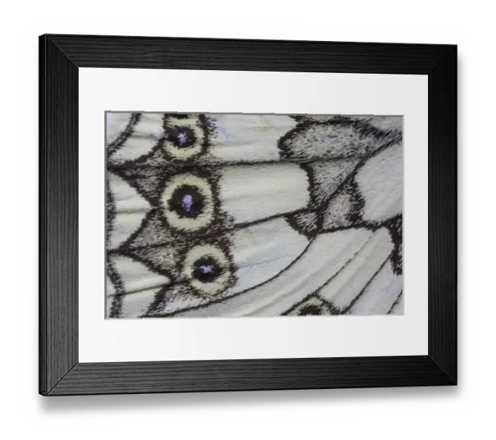 Framed Print : Close-up detail Wing Pattern of Tropical Butterfly