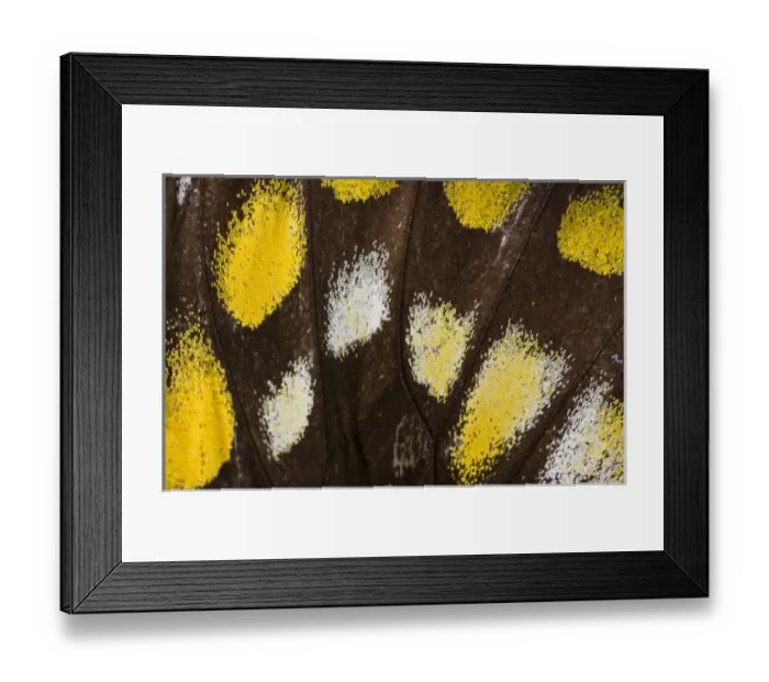 Framed Print : Close-up detail Wing Pattern of Tropical Butterfly Framed Print : Close-up detail Wing Pattern of Tropical Butterfly