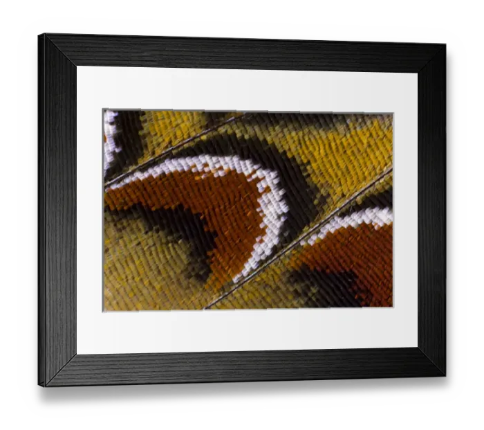 Framed Print : Close-up detail Wing Pattern of Tropical Butterfly Framed Print : Close-up detail Wing Pattern of Tropical Butterfly
