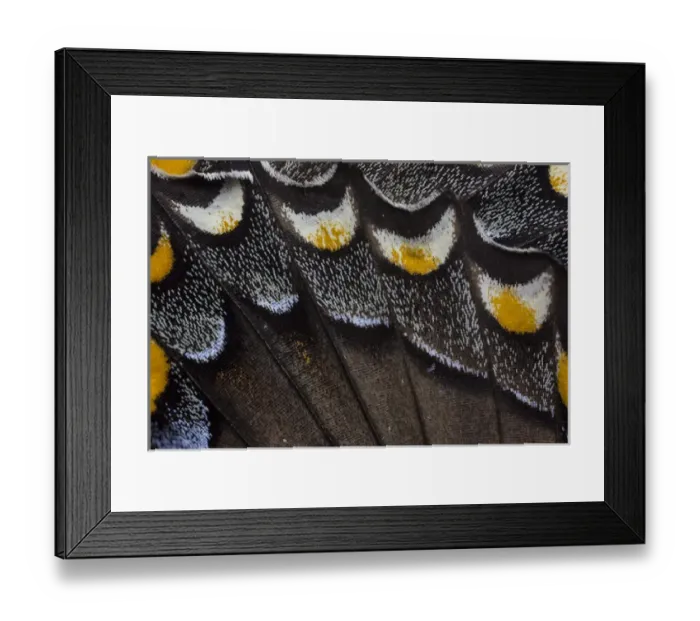 Framed Print : Close-up detail Wing Pattern of Tropical Butterfly Framed Print : Close-up detail Wing Pattern of Tropical Butterfly