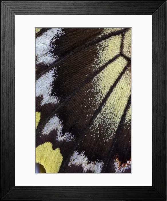 Framed Print : Close-up detail Wing Pattern of Tropical Butterfly