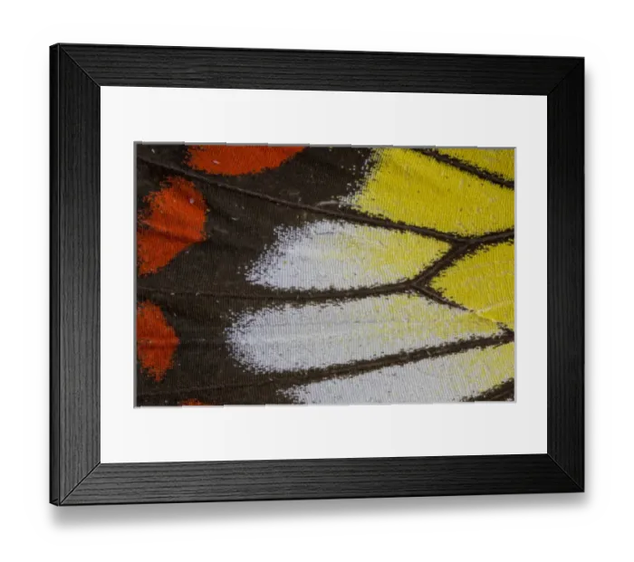 Framed Print : Close-up detail Wing Pattern of Tropical Butterfly Framed Print : Close-up detail Wing Pattern of Tropical Butterfly