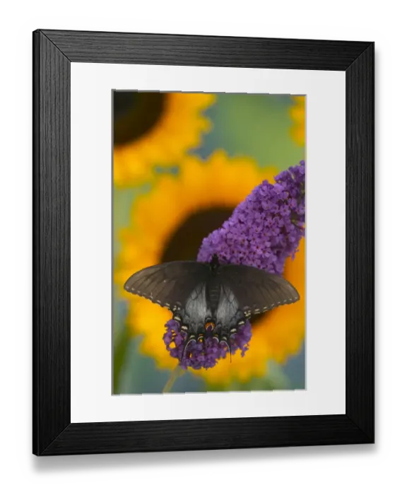 Framed Print : Eastern Tiger Swallowtail, Black Form, Papilio glaucus Framed Print : Eastern Tiger Swallowtail, Black Form, Papilio glaucus