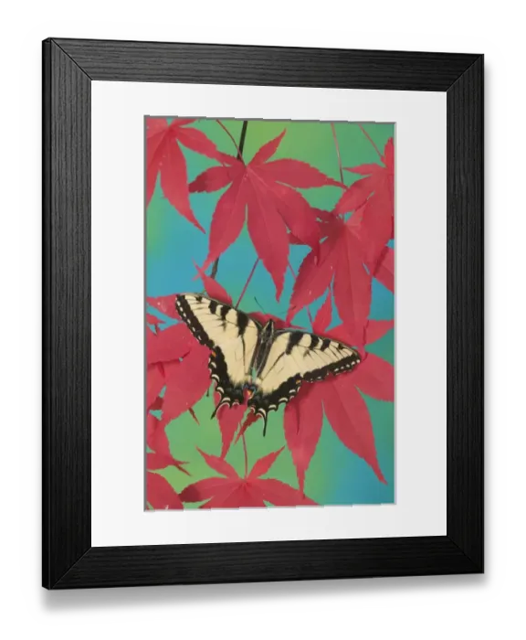Framed Print : Eastern Tiger Swallowtail Papilio glaucus Framed Print : Eastern Tiger Swallowtail Papilio glaucus