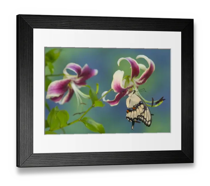 Framed Print : Giant Swallowtail Butterfly - Papilio cresphontes on Black Beauty Oriental Lily Sammamish