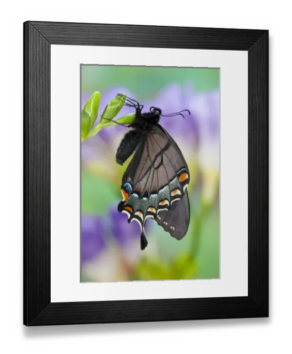 Framed Print : Eastern Tiger Swallowtail, Black Form, Papilio glaucus