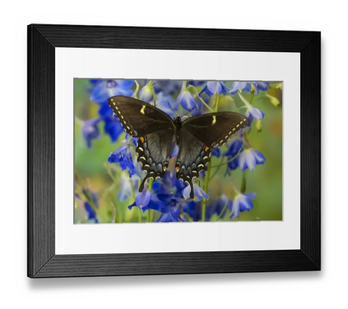 Framed Print : Eastern Tiger Swallowtail, Black Form, Papilio glaucus Framed Print : Eastern Tiger Swallowtail, Black Form, Papilio glaucus
