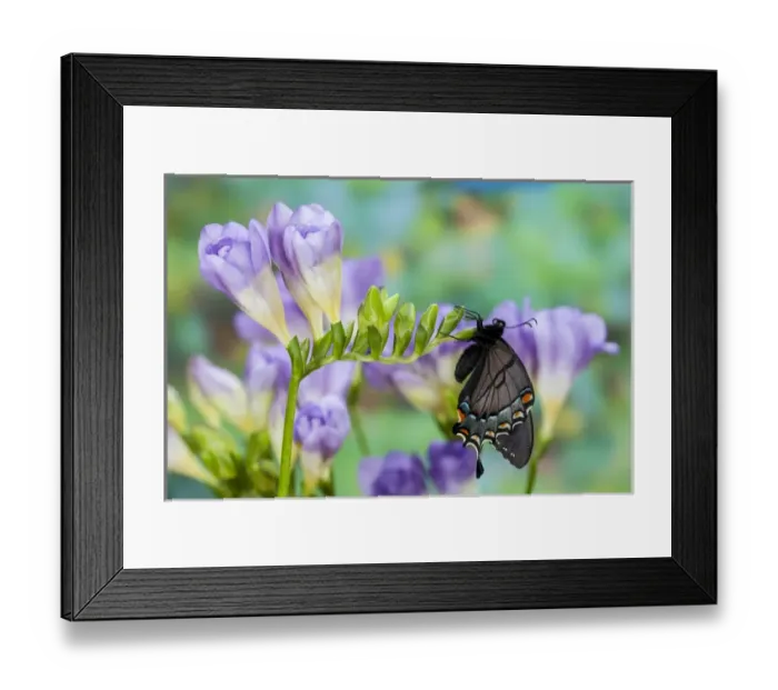 Framed Print : Eastern Tiger Swallowtail, Black Form, Papilio glaucus Framed Print : Eastern Tiger Swallowtail, Black Form, Papilio glaucus