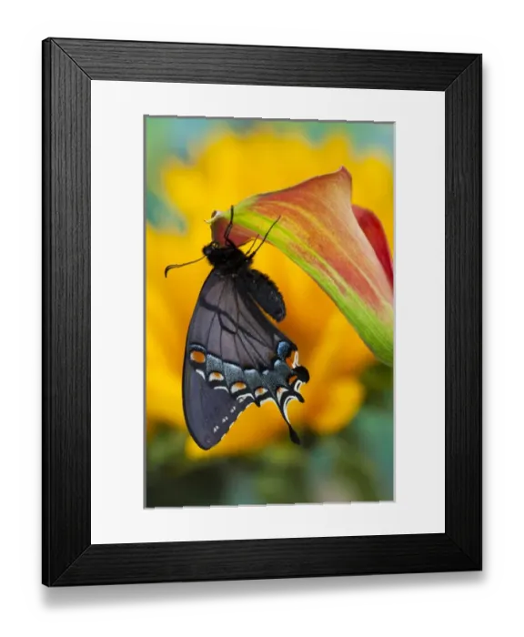 Framed Print : Eastern Tiger Swallowtail, Black Form, Papilio glaucus Framed Print : Eastern Tiger Swallowtail, Black Form, Papilio glaucus