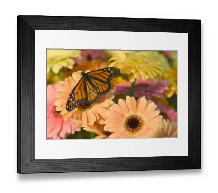 Framed Print : Monarch Butterfly, Danaus plexippus Framed Print : Monarch Butterfly, Danaus plexippus