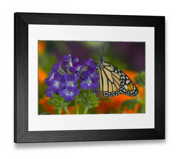 Framed Print : Monarch Butterfly, Danaus plexippus Framed Print : Monarch Butterfly, Danaus plexippus