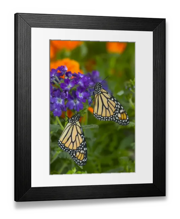 Framed Print : Monarch Butterfly, Danaus plexippus Framed Print : Monarch Butterfly, Danaus plexippus