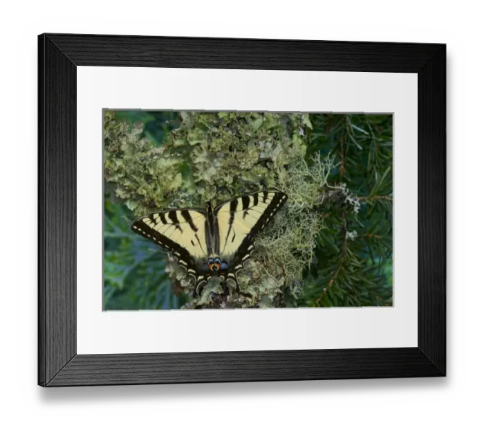 Framed Print : Male Canadian Tiger Swallowtail butterfly, Papilio canadensis