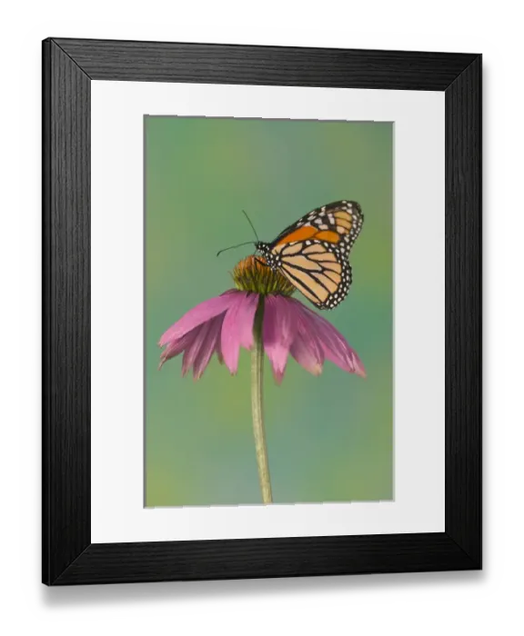 Framed Print : Monarch Butterfly, Danaus plexippus Framed Print : Monarch Butterfly, Danaus plexippus