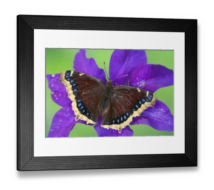 Framed Print : Mourning Cloak Butterfly, Nymphalis antiopa Framed Print : Mourning Cloak Butterfly, Nymphalis antiopa