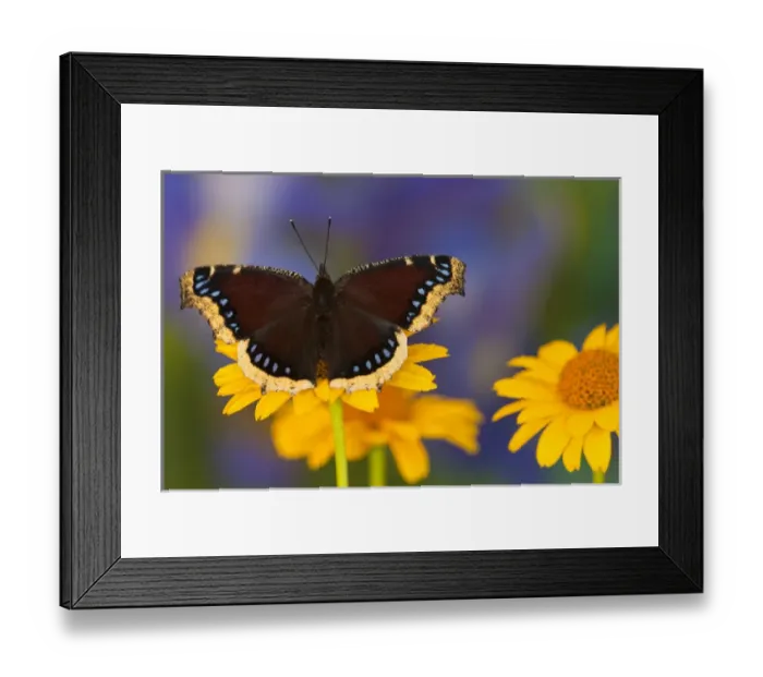 Framed Print : Mourning Cloak Butterfly, Nymphalis antiopa Framed Print : Mourning Cloak Butterfly, Nymphalis antiopa