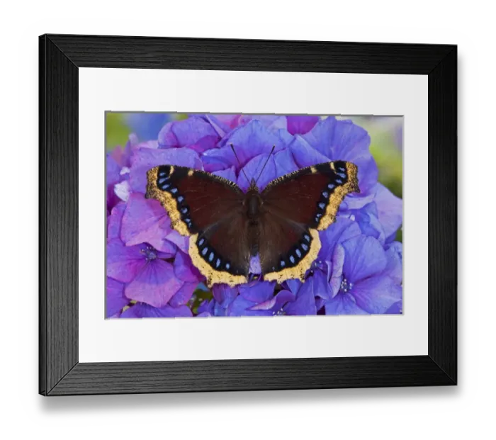 Framed Print : Mourning Cloak Butterfly, Nymphalis antiopa Framed Print : Mourning Cloak Butterfly, Nymphalis antiopa