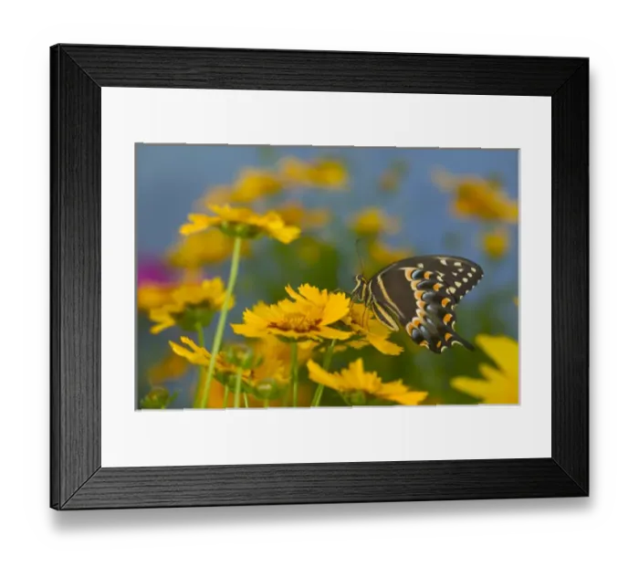Framed Print : Palmedes Swallowtail, Papilio palmedes Framed Print : Palmedes Swallowtail, Papilio palmedes