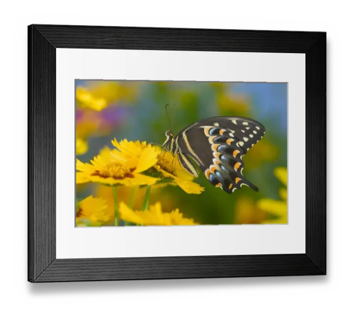 Framed Print : Palmedes Swallowtail, Papilio palmedes Framed Print : Palmedes Swallowtail, Papilio palmedes
