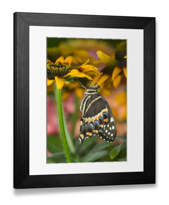 Framed Print : Palmedes Swallowtail, Papilio palmedes