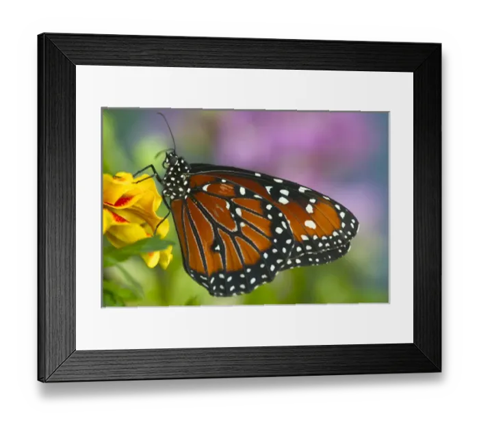 Framed Print : Queen Butterfly, Danaus gilippus Framed Print : Queen Butterfly, Danaus gilippus