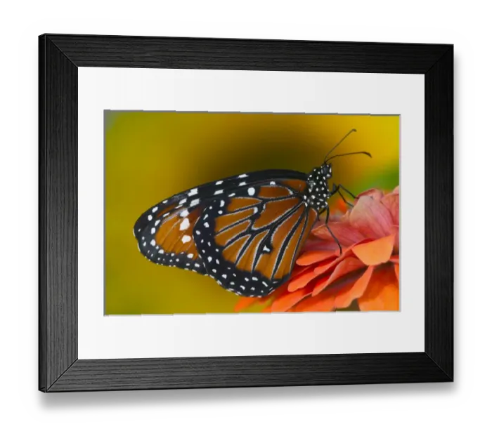 Framed Print : Queen Butterfly, Danaus gilippus