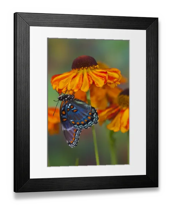 Framed Print : Red Spotted Purple Butterfly, Limenitis astyanax Framed Print : Red Spotted Purple Butterfly, Limenitis astyanax