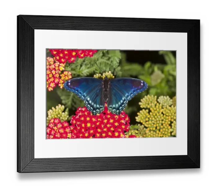 Framed Print : Red Spotted Purple Butterfly, Limenitis astyanax Framed Print : Red Spotted Purple Butterfly, Limenitis astyanax