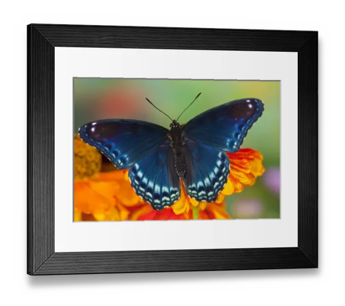 Framed Print : Red Spotted Purple Butterfly, Limenitis astyanax