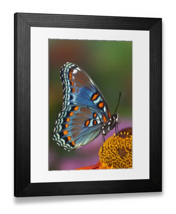 Framed Print : Red Spotted Purple Butterfly, Limenitis astyanax Framed Print : Red Spotted Purple Butterfly, Limenitis astyanax