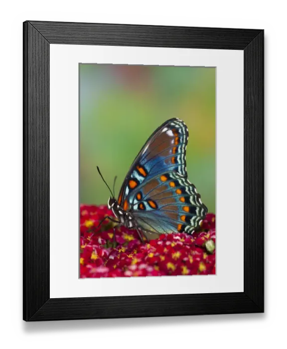 Framed Print : Red Spotted Purple Butterfly, Limenitis astyanax