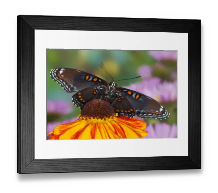 Framed Print : Red Spotted Purple Butterfly, Limenitis astyanax Framed Print : Red Spotted Purple Butterfly, Limenitis astyanax