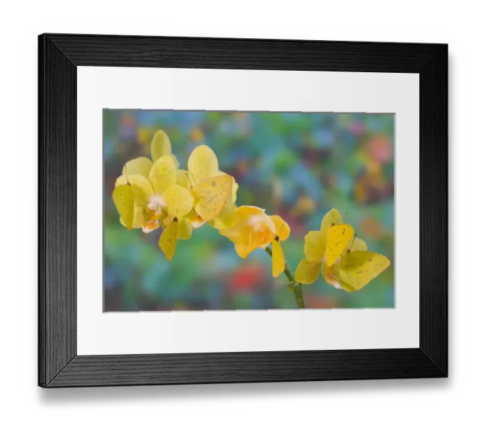 Framed Print : Six Yellow Sulfur Butterfly hanging on yellow orchid Framed Print : Six Yellow Sulfur Butterfly hanging on yellow orchid