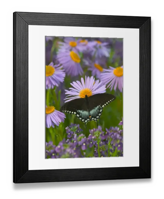 Framed Print : Spicebush Swallowtail, Papilio troilus