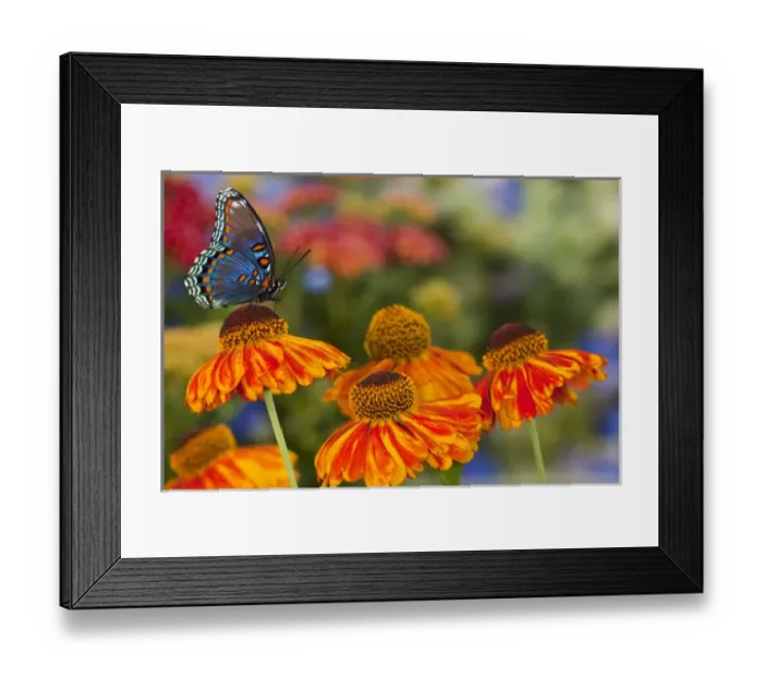 Framed Print : Red Spotted Purple Butterfly, Limenitis astyanax Framed Print : Red Spotted Purple Butterfly, Limenitis astyanax