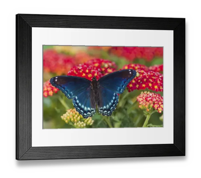 Framed Print : Red Spotted Purple Butterfly, Limenitis astyanax Framed Print : Red Spotted Purple Butterfly, Limenitis astyanax