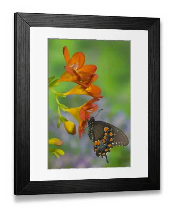 Framed Print : Spicebush Swallowtail, Papilio troilus Framed Print : Spicebush Swallowtail, Papilio troilus
