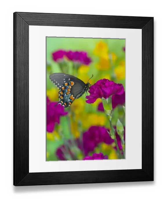 Framed Print : Spicebush Swallowtail, Papilio troilus Framed Print : Spicebush Swallowtail, Papilio troilus