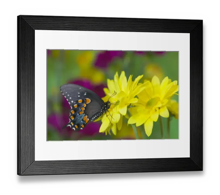 Framed Print : Spicebush Swallowtail, Papilio troilus Framed Print : Spicebush Swallowtail, Papilio troilus