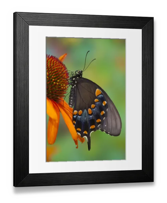 Framed Print : Spicebush Swallowtail, Papilio troilus Framed Print : Spicebush Swallowtail, Papilio troilus