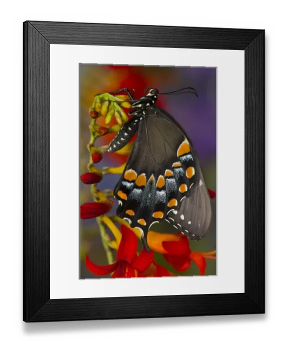 Framed Print : Spicebush Swallowtail, Papilio troilus Framed Print : Spicebush Swallowtail, Papilio troilus