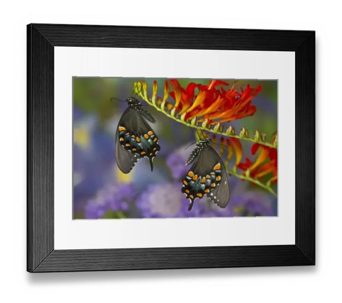 Framed Print : Spicebush Swallowtail, Papilio troilus Framed Print : Spicebush Swallowtail, Papilio troilus