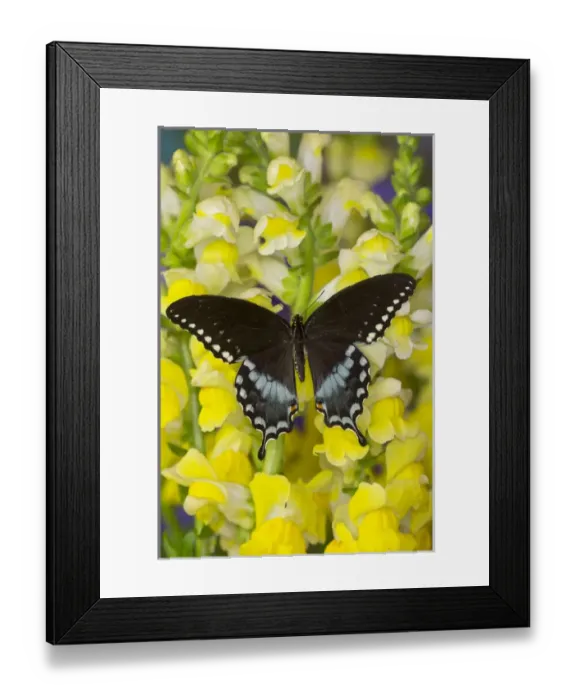 Framed Print : Spicebush Swallowtail, Papilio troilus Framed Print : Spicebush Swallowtail, Papilio troilus