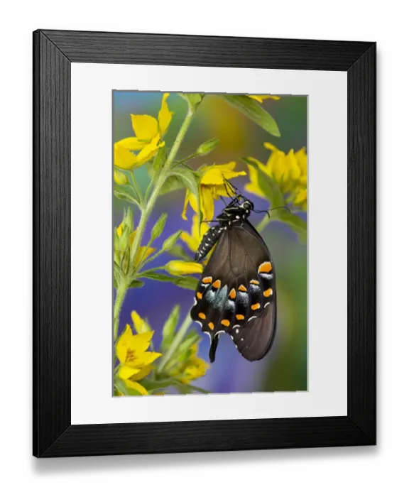 Framed Print : Spicebush Swallowtail, Papilio troilus Framed Print : Spicebush Swallowtail, Papilio troilus