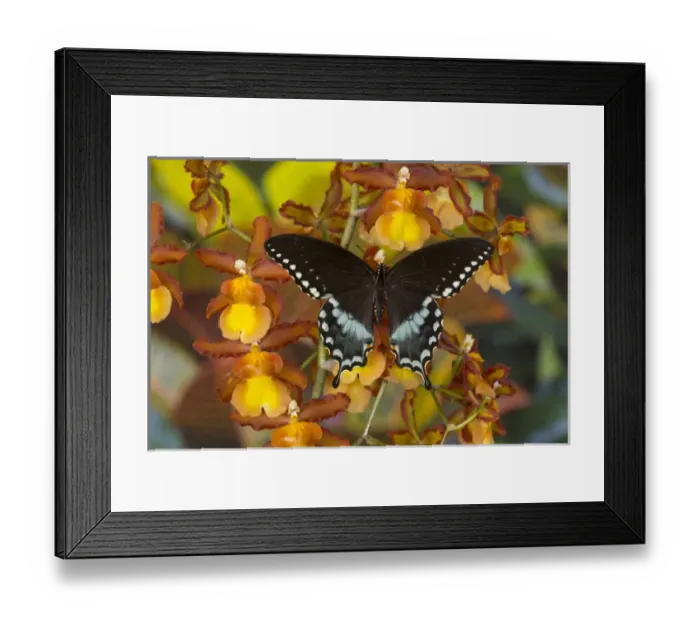 Framed Print : Spicebush Swallowtail, Papilio troilus Framed Print : Spicebush Swallowtail, Papilio troilus