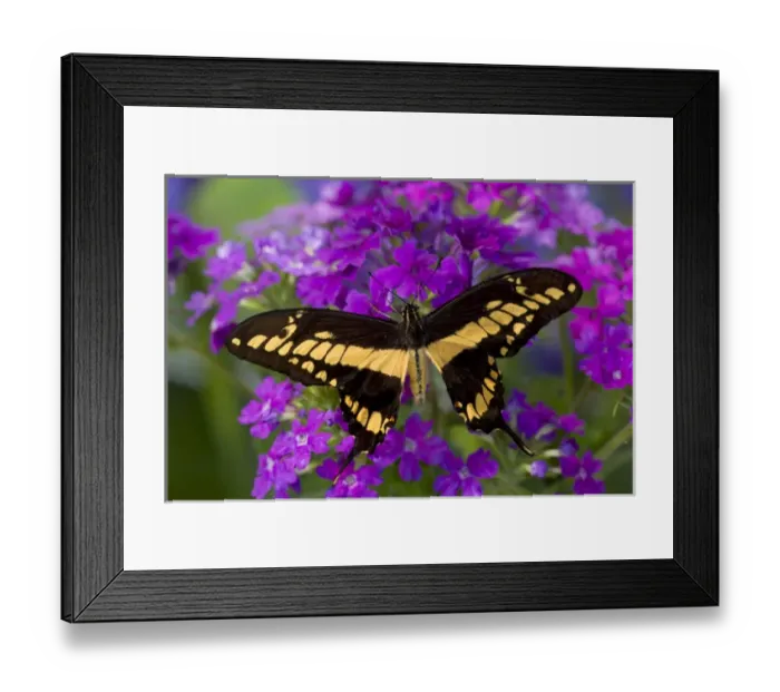 Framed Print : Thoas Swallowtail Butterfly, Papilio thoas Framed Print : Thoas Swallowtail Butterfly, Papilio thoas