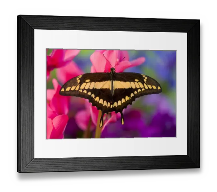 Framed Print : Thoas Swallowtail Butterfly, Papilio thoas Framed Print : Thoas Swallowtail Butterfly, Papilio thoas