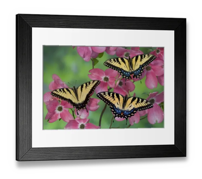 Framed Print : Trio of Eastern Tiger Swallowtail on Pink Dogwood blooms, Papilio glaucus